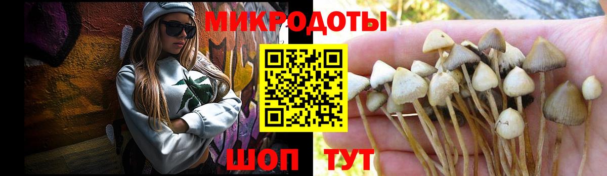 Галлюциногенные грибы Psilocybe Тверь